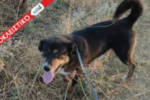 Αύριο στον ανακριτή ο ιδιοκτήτης των σκυλιών που σκότωσαν τη γυναίκα στη Νεοχωρούδα