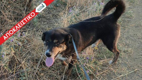 Αύριο στον ανακριτή ο ιδιοκτήτης των σκυλιών που σκότωσαν τη γυναίκα στη Νεοχωρούδα