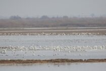 Το Δέλτα Έβρου, στο “κέντρο του πλανήτη” για τους Νανόκυκνους!