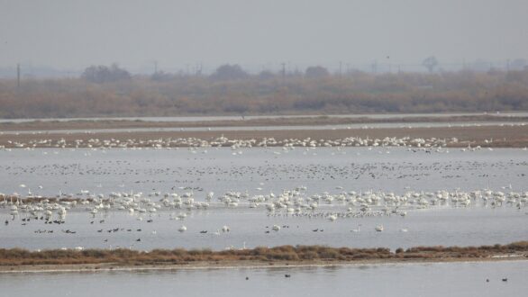 Το Δέλτα Έβρου, στο “κέντρο του πλανήτη” για τους Νανόκυκνους!
