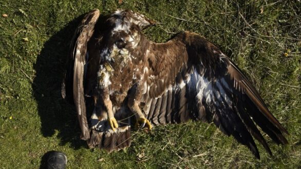 Δυο σπάνιοι Χρυσαετοί, ένας τσίφτης και ένα τσακάλι βρέθηκαν δηλητηριασμένα στον Έβρο