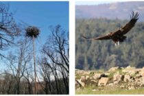 Τεχνητές φωλιές για τους Μαυρόγυπες τοποθετήθηκαν στο Δάσος Δαδιάς