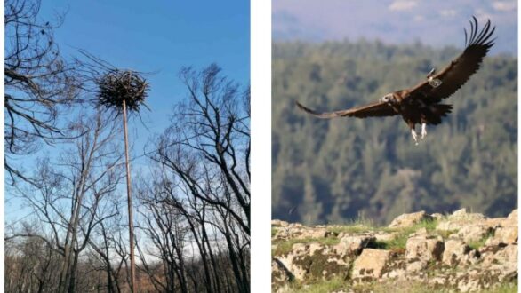 Τεχνητές φωλιές για τους Μαυρόγυπες τοποθετήθηκαν στο Δάσος Δαδιάς