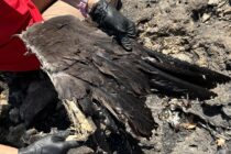 189 νεκρά ζώα καταγράφηκαν στην Δαδιά σε έρευνα αποτύπωσης των επιπτώσεων της πυρκαγιάς