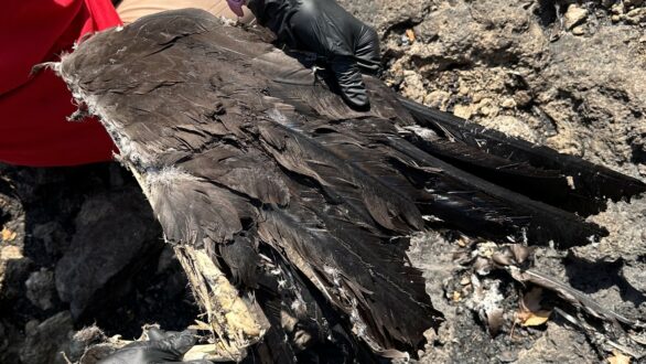 189 νεκρά ζώα καταγράφηκαν στην Δαδιά σε έρευνα αποτύπωσης των επιπτώσεων της πυρκαγιάς