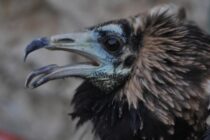 Πώς ο Ασπροπάρης Πασχάλης από τη Δαδιά αποκάλυψε παράνομο εμπόριο απειλούμενων ειδών