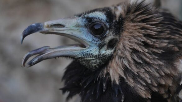 Πώς ο Ασπροπάρης Πασχάλης από τη Δαδιά αποκάλυψε παράνομο εμπόριο απειλούμενων ειδών