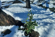 “Για ένα ζωντανό και ανθεκτικό δάσος στον Έβρο”: Μετά την πυρκαγιά το WWF Ελλάς ανέλαβε την μελέτη για αποκατάσταση των δασικών οικοσυστημάτων