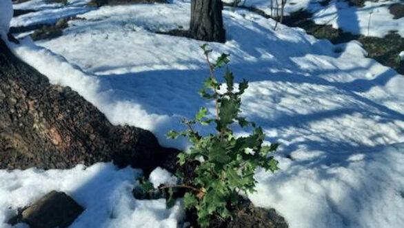“Για ένα ζωντανό και ανθεκτικό δάσος στον Έβρο”: Μετά την πυρκαγιά το WWF Ελλάς ανέλαβε την μελέτη για αποκατάσταση των δασικών οικοσυστημάτων