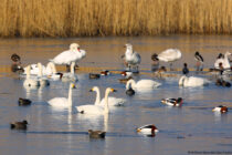 Καταμετρώντας τα πουλιά στους ελληνικούς υγρότοπους 