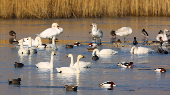 Καταμετρώντας τα πουλιά στους ελληνικούς υγρότοπους 