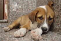 Νεκρά σκυλιά και γάτες στην Ορεστιάδα από πιθανές φόλες – Μήνυση κατά αγνώστων από το Φιλοζωικό Σωματείο