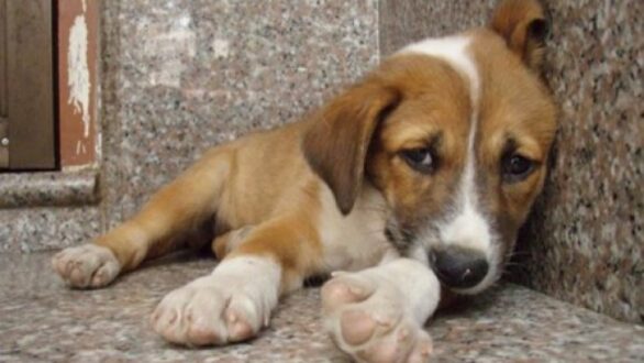 Νεκρά σκυλιά και γάτες στην Ορεστιάδα από πιθανές φόλες – Μήνυση κατά αγνώστων από το Φιλοζωικό Σωματείο