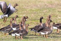 Έχουν ήδη αρχίσει να καταφτάνουν τα ανοιξιάτικα είδη πτηνών στο Δέλτα του Έβρου