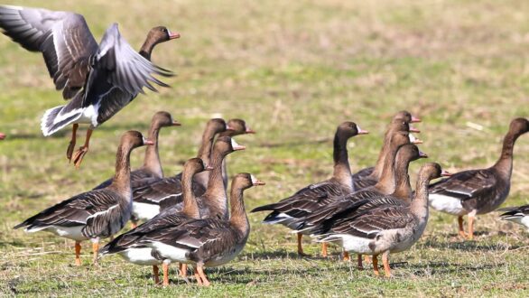 Έχουν ήδη αρχίσει να καταφτάνουν τα ανοιξιάτικα είδη πτηνών στο Δέλτα του Έβρου
