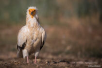 Ορεστιάδα: “Το ΥΠΕΝ αγνόησε τις αντιδράσεις & ουδόλως ενδιαφέρθηκε για επιπτώσεις του ΑΣΠΗΕ στη βιοποικιλότητα”