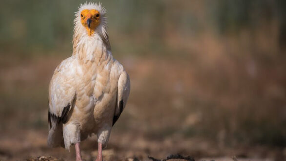 Ορεστιάδα: “Το ΥΠΕΝ αγνόησε τις αντιδράσεις & ουδόλως ενδιαφέρθηκε για επιπτώσεις του ΑΣΠΗΕ στη βιοποικιλότητα”