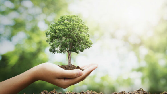 Συμβολική δενδροφύτευση στην Ορεστιάδα για την Διεθνή Ημέρα των Δασών