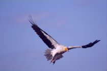 O ασπροπάρης επέστρεψε και φέτος στο δάσος της Δαδιάς