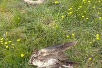 Μαζική δηλητηρίαση προστατευόμενων ειδών: ένα νέο περιβαλλοντικό έγκλημα στον Έβρο