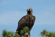 Δαδιά: Ενημερωτική εκδήλωση για τη ζωή των γυπών