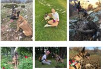 “Συνταξιοδοτήθηκε” ο Κίκο, ο σκύλος- ανιχνευτής δηλητηριασμένων δολωμάτων