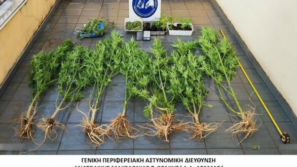 20 δενδρύλλια κάνναβης βρέθηκαν σε σπίτι στη Δράμα – Συνελήφθη ημεδαπός
