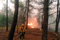 WWF Ελλάς: Τί μας δείχνει ο Έβρος για τις δασικές πυρκαγιές