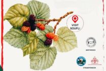 Το 2ο Φεστιβάλ Μουριάς στο Σουφλί – Ένας ακόμη λόγος να επισκεφτούμε τη μεταξένια πολιτεία