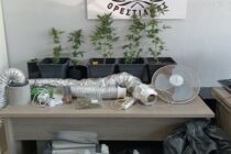 Φυτώριο κάνναβης είχε ημεδαπός στο σπίτι του στην Ορεστιάδα – Δείτε το βίντεο της ΕΛ.ΑΣ.