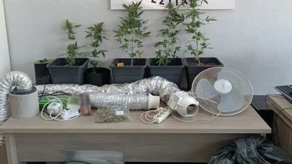 Φυτώριο κάνναβης είχε ημεδαπός στο σπίτι του στην Ορεστιάδα – Δείτε το βίντεο της ΕΛ.ΑΣ.