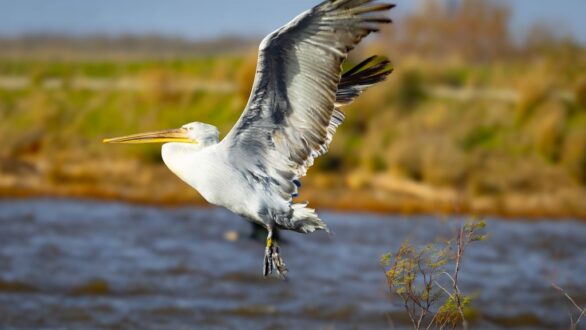 Ο Φαγάνας από τις Πρέσπες στο Δέλτα του Έβρου!