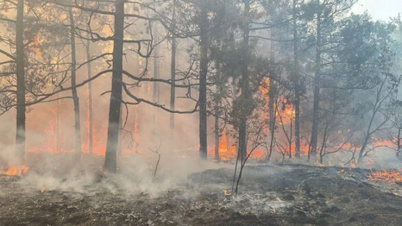Μεγάλες φωτιές στα Ελληνοβουλγαρικά σύνορα – Κατάσταση έκτακτης ανάγκης Σβίλενγκραντ και Ιβάιλοβγκραντ
