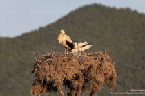 Ολοκληρώθηκε η Εθνική Απογραφή Λευκών Πελαργών – Και στη Θράκη η πλειοψηφία του πληθυσμού