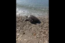 Νεκρή θαλάσσια χελώνα εντοπίστηκε σε παραλία της Μαρώνειας