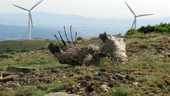 Επετειακές φυτεύσεις… ανεμογεννητριών στους κρίσιμους βιότοπους του Μαυρόγυπα στη Θράκη!