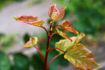 60 εκατ. ευρώ στο πρόγραμμα ΚΟΜΦΟΥΖΙΟ – Kαλύπτει και νέες καλλιέργειες με αυξημένες ενισχύσεις