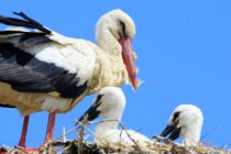 Το μεγάλο ταξίδι της επιστροφής των Λευκών Πελαργών