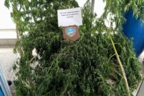 Εντοπισμός και κατάσχεση δενδρύλλιων κάνναβης στην Καβάλα 