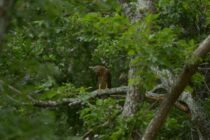 Τα θύματα των ανεμογεννητριών στη Θράκη αυξάνονται, το ίδιο και οι ανεμογεννήτριες – ο Λ. Καψάλης στο Ράδιο Έβρος