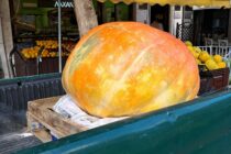 Κολοκύθα-γίγας 240 κιλά έβγαλε παραγωγός από την Ορεστιάδα!