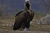 Η αντίσταση του Μαυρόγυπα: Αναγέννηση και ανάπτυξη στο Δάσος της Δαδιάς μετά τις καταστροφικές φωτιές