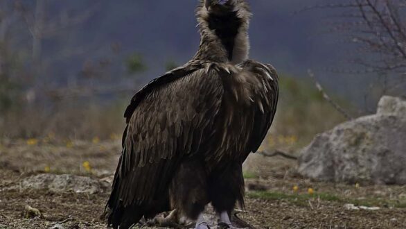Η αντίσταση του Μαυρόγυπα: Αναγέννηση και ανάπτυξη στο Δάσος της Δαδιάς μετά τις καταστροφικές φωτιές