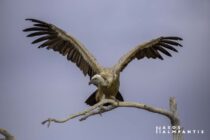 Η Θράκη κινδυνεύει να χάσει δύο εμβληματικά είδη: Ο Μαυρόγυπας και το Όρνιο μπορεί να εξαφανιστούν όσο αυξάνονται οι ανεμογεννήτριες