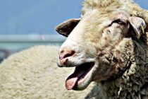 Υποψία νοσήματος καταρροϊκού πυρετού σε πρόβατο στη Σαμοθράκη