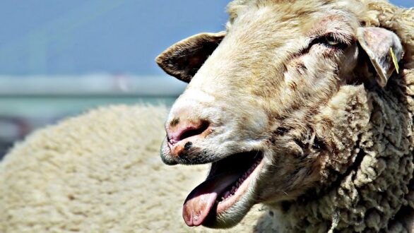 Υποψία νοσήματος καταρροϊκού πυρετού σε πρόβατο στη Σαμοθράκη
