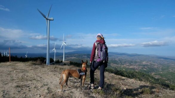 Μελέτη για τα θύματα των αιολικών σταθμών στη Θράκη με τη βοήθεια εκπαιδευμένων σκύλων