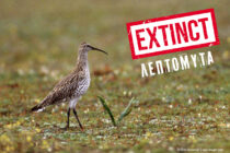 Θλιβερή παγκόσμια πρωτιά: Είδος πουλιού που διαχείμαζε στο Δέλτα Έβρου κηρύχθηκε εξαφανισμένο