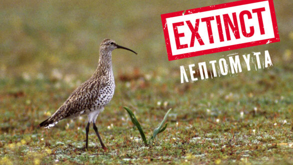 Θλιβερή παγκόσμια πρωτιά: Είδος πουλιού που διαχείμαζε στο Δέλτα Έβρου κηρύχθηκε εξαφανισμένο