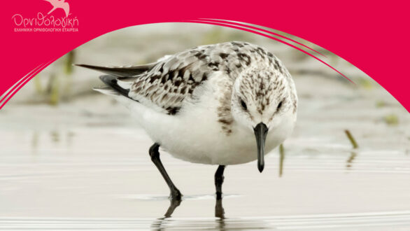 Σήμα κινδύνου για τα μεταναστευτικά παρυδάτια πουλιά